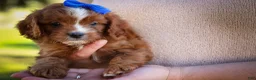 Cavapoo dogs for sale: Kyle🐾 - Ad 18