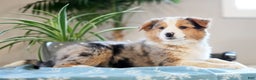 Australian Shepherd dogs for sale: Sadie - Ad 3