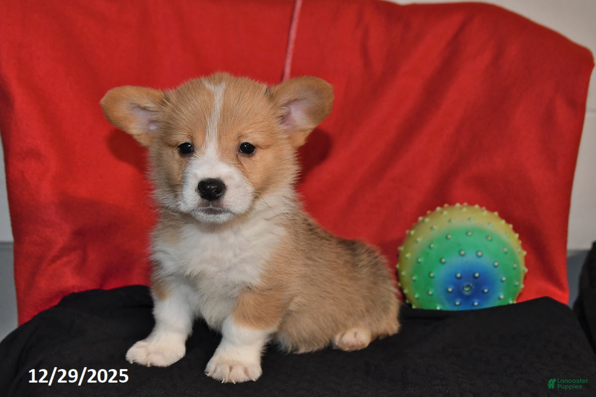 Welsh Corgi Pembroke dogs Cody - Ad 2