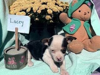 Chihuahua dogs - Ad 13