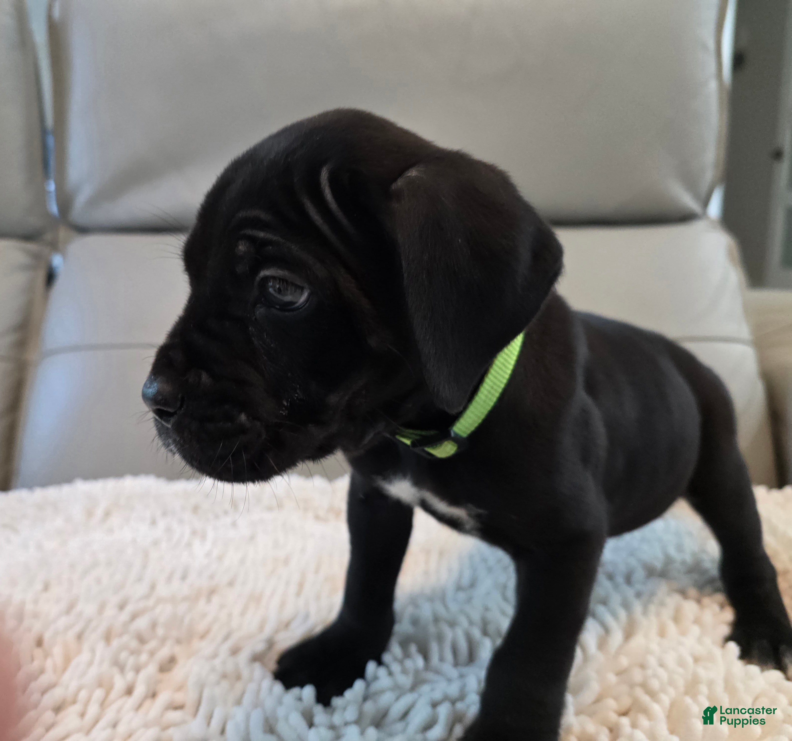 Cane Corso dogs Cane Corso 4 - Ad 1