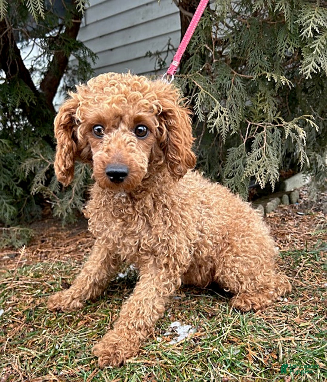 Miniature Poodle dogs for sale: Pippa - Ad 4
