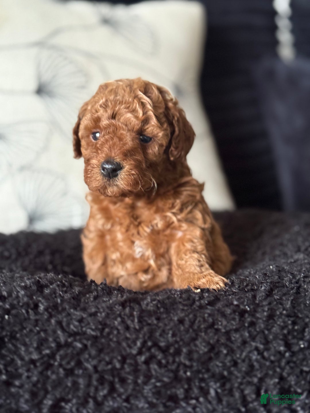 Toy Poodle dogs for sale: Toy Poodle Puppy 2 - Ad 4