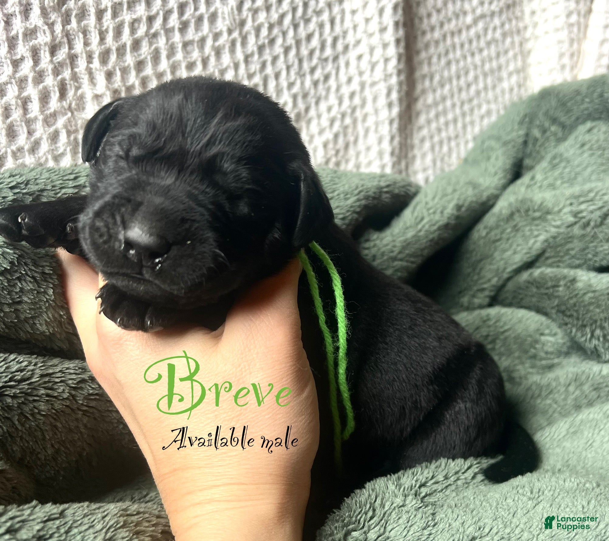 Labrador Retriever dogs Breve - Ad 27