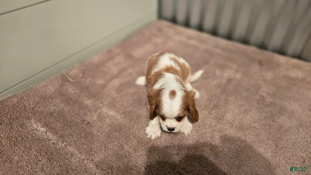 Cavalier King Charles Spaniel dogs for sale: Diego - Ad 2