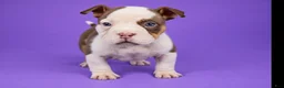 American Bully dogs for sale: Piebald Chocolate Tri Male - Ad 7