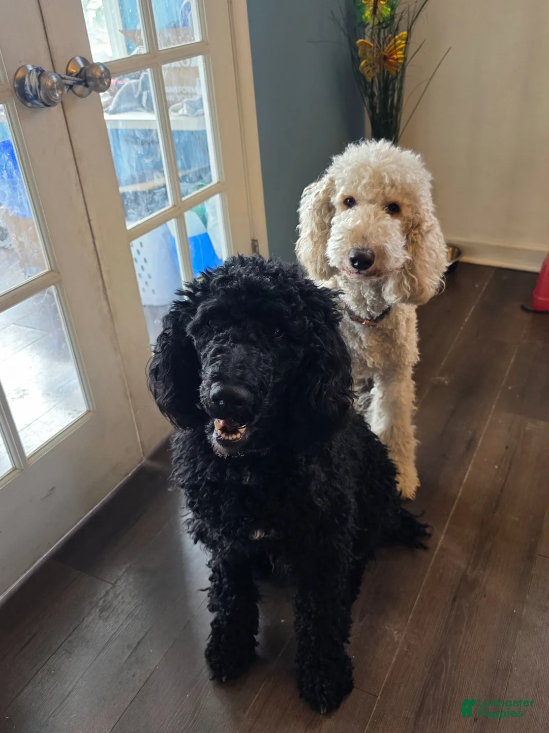 Standard Poodle dogs for sale: Lucky - Ad 3