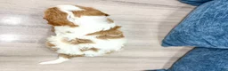 Cavapoo dogs for sale: Zoe - Ad 6