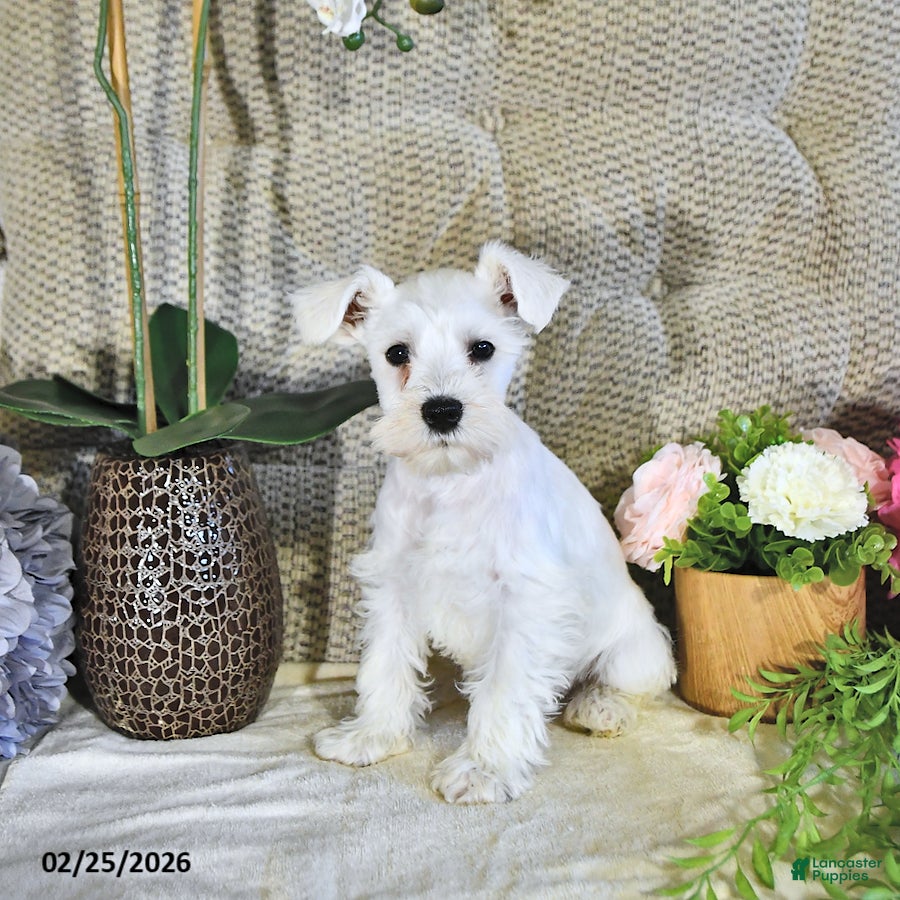 Miniature Schnauzer dogs Max - Ad 1