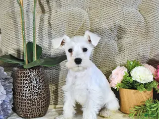 Miniature Schnauzer dogs for sale: Max - Ad 4