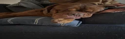 Dogue De Bordeaux dogs for sale: Dogue De Bordeaux Puppy 5 - Ad 79