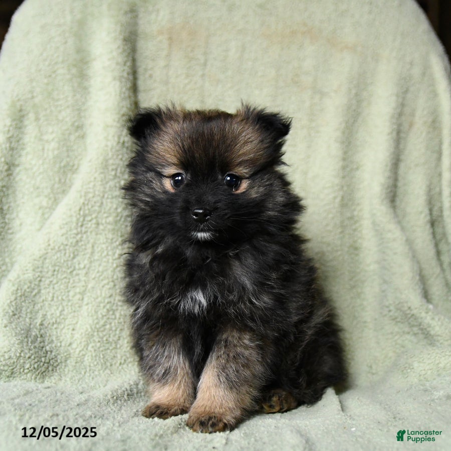 Pomeranian dogs Rascal - Ad 20