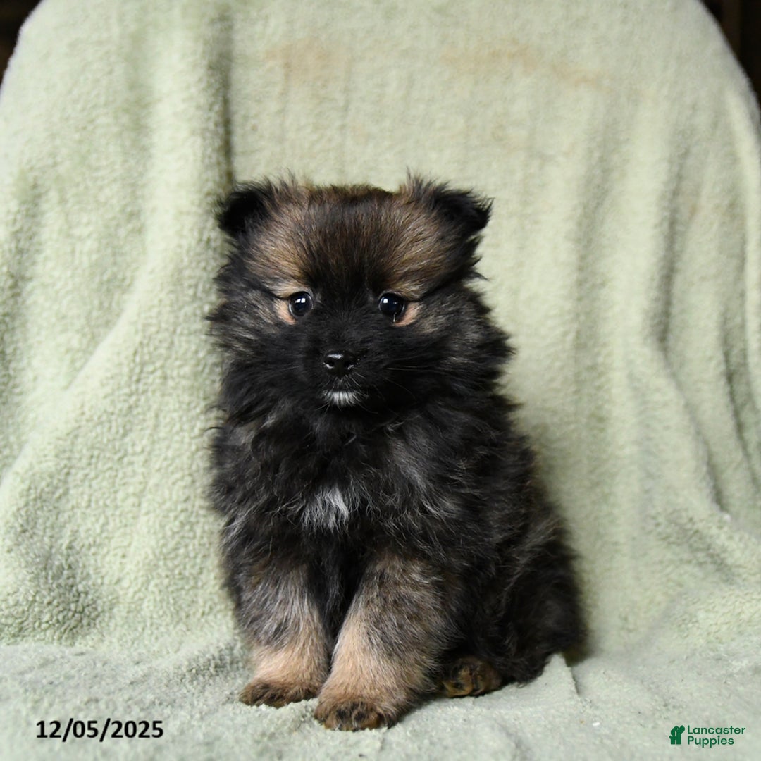 Pomeranian dogs for sale: Rascal - Ad 1