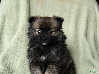 Pomeranian dogs Rascal - Ad 6