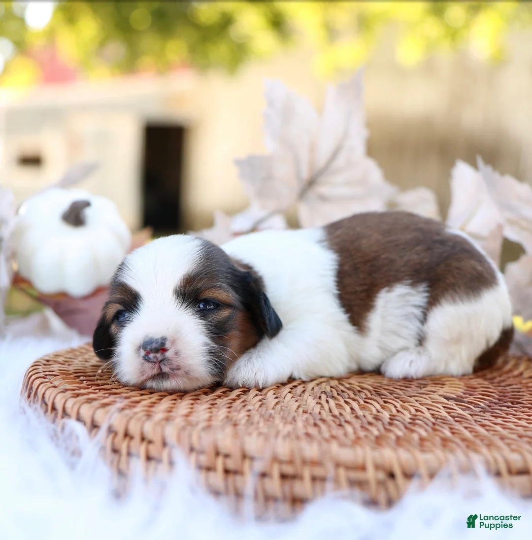 Mixed Breed dogs for sale: Layla Shiweenie - Ad 2