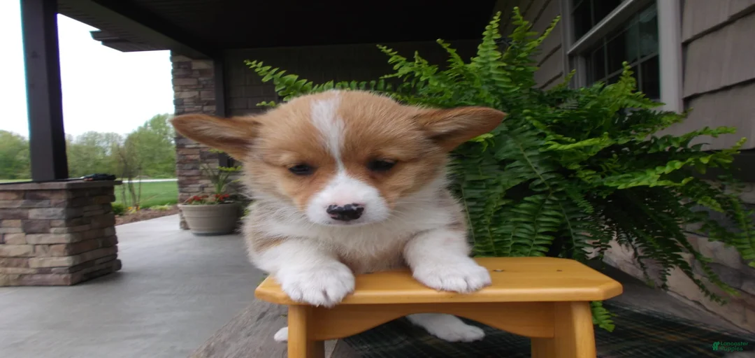 Gallery Image {{count}}