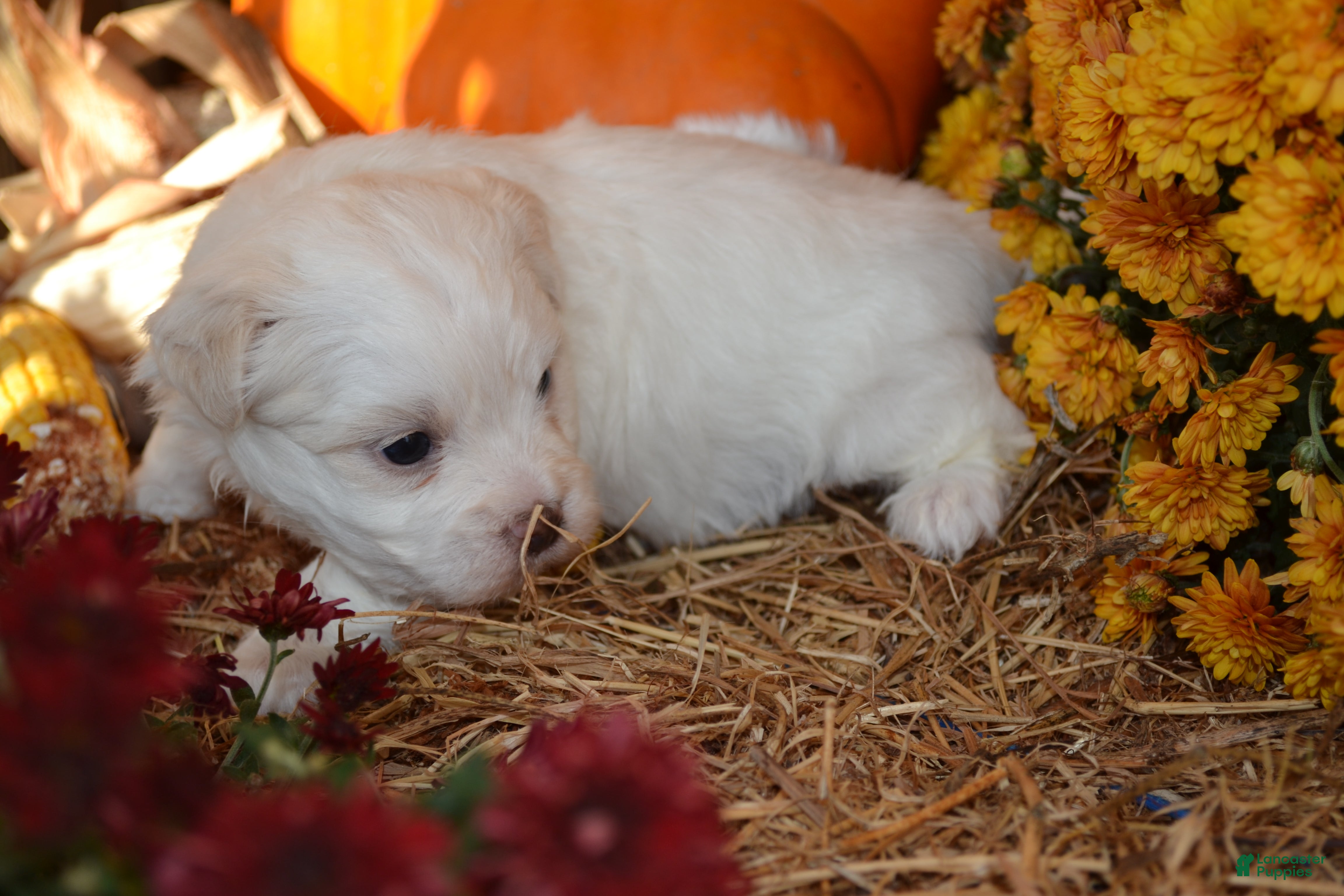 Malshi dogs for sale: Sawyer - Ad 1