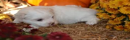 Malshi dogs for sale: Sawyer - Ad 1