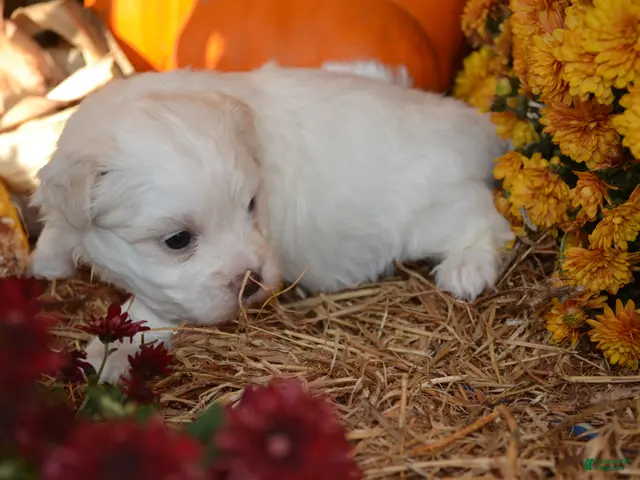 Malshi dogs for sale: Sawyer - Ad 1
