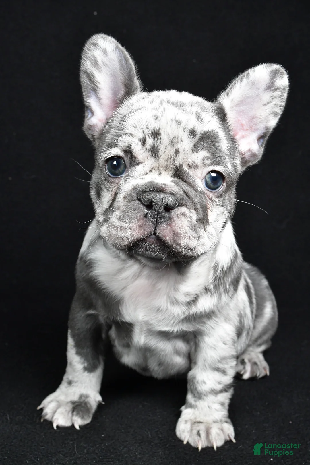 French Bulldog dogs for sale: Bella - Ad 6