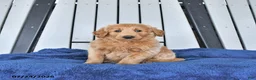 Mini Goldendoodle dogs for sale: Tanner - Ad 5