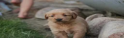 Golden Retriever dogs for sale: Amy Golden Retriever  - Ad 3