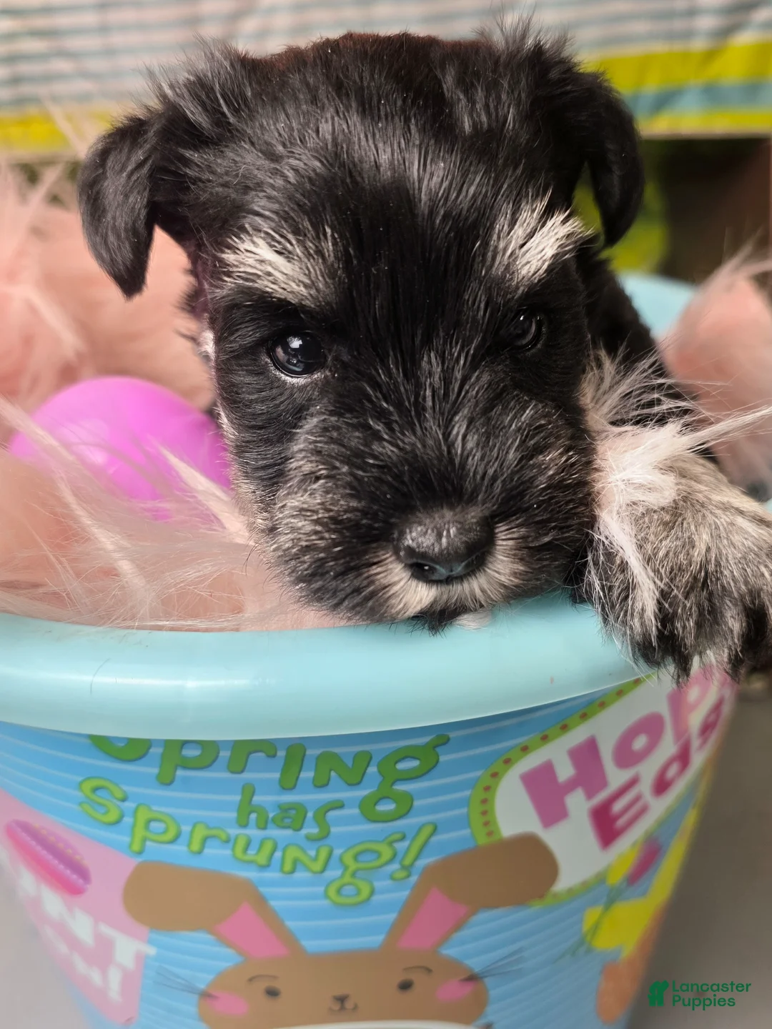 Miniature Schnauzer dogs for sale: Miniature Schnauzer Puppy  - Ad 11