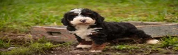 Bernedoodle dogs for sale: Ridge Miniature Bernedoodle  - Ad 5