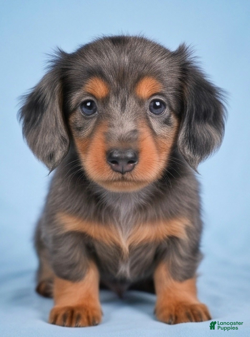 Miniature Dachshund dogs AKC Cody - Ad 1