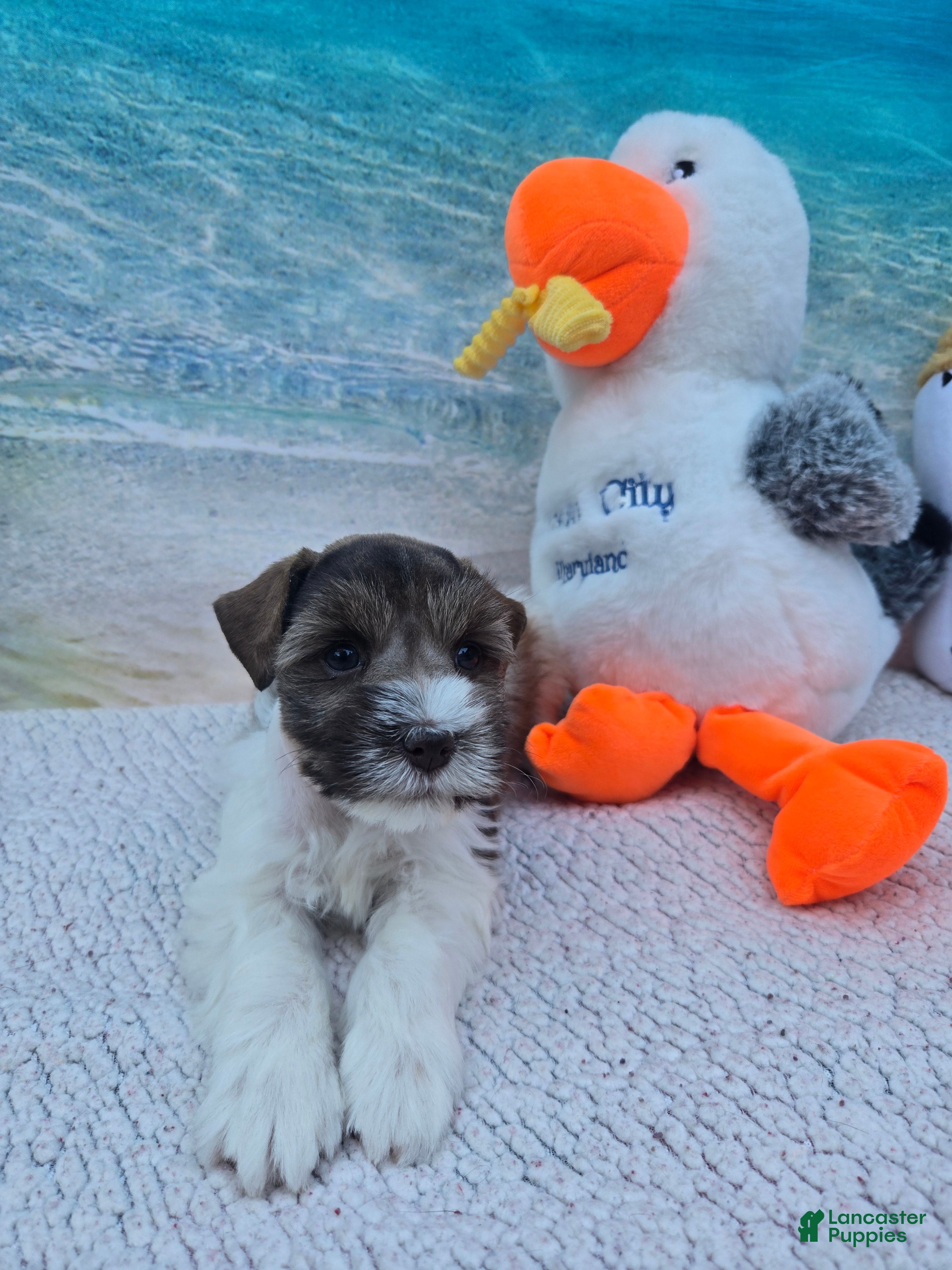 Miniature Schnauzer dogs Twix - Ad 40