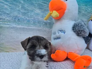 Miniature Schnauzer dogs Twix - Ad 13