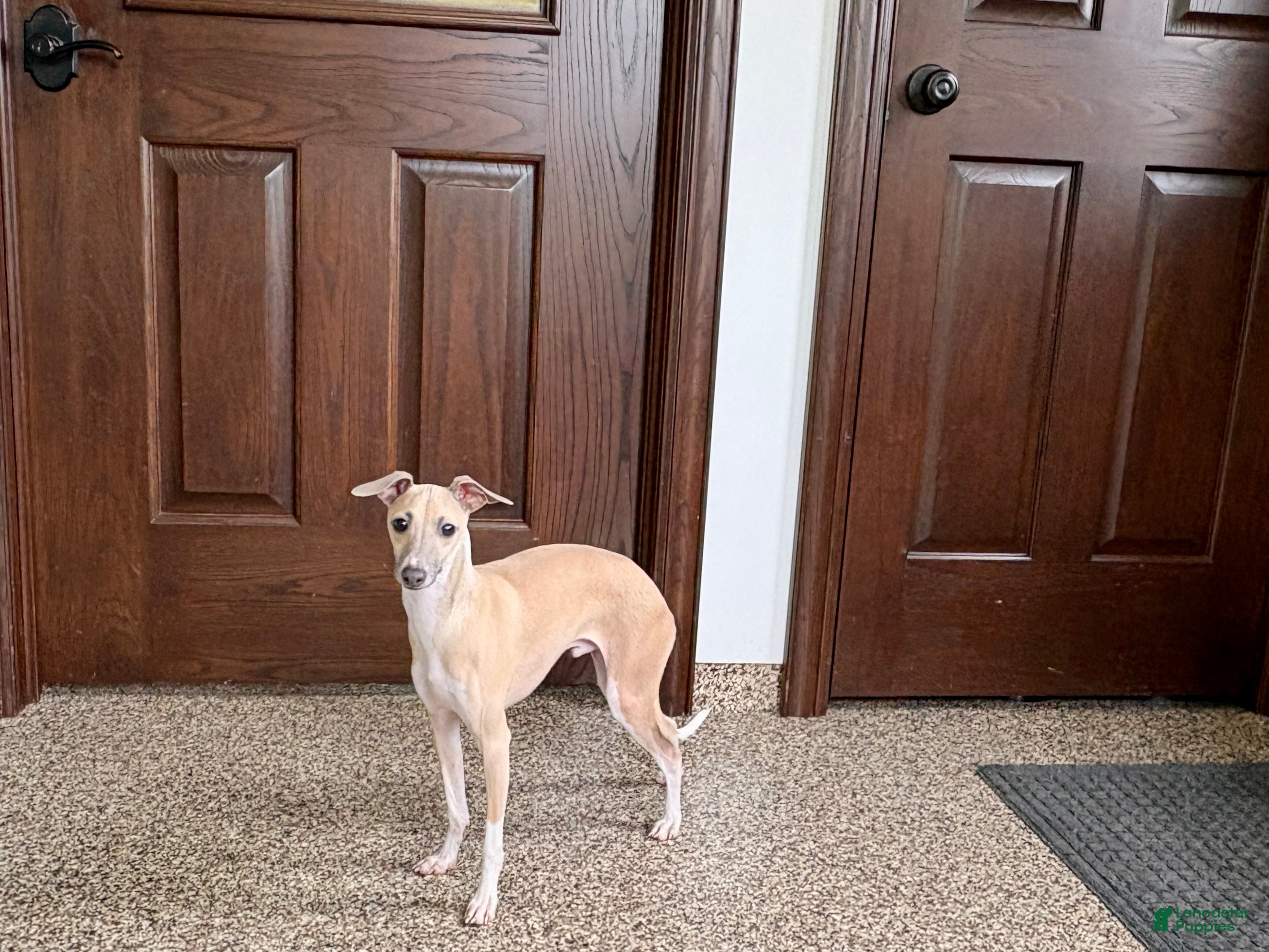 Italian Greyhound dogs Norm - Ad 2