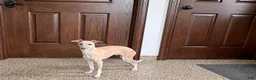 Italian Greyhound dogs for sale: Norm - Ad 2