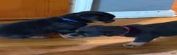 Rottweiler dogs for sale: Rottweiler 1 - Ad 7