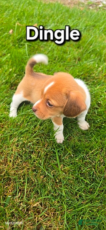 Mixed Breed dogs for sale: Dingle - Ad 1