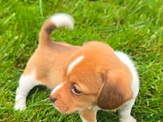 Mixed Breed dogs for sale: Dingle - Ad 1