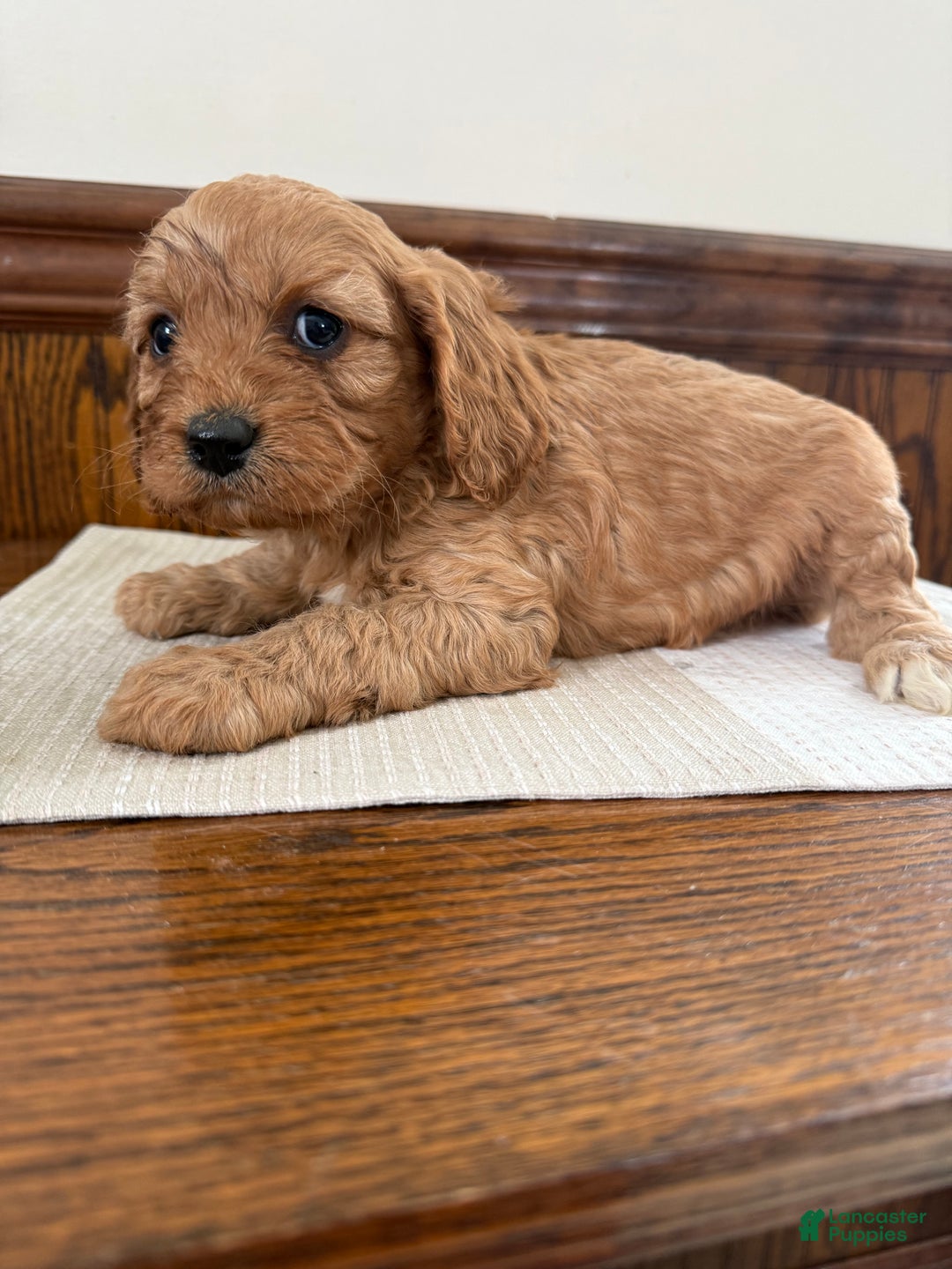 Cavapoo dogs for sale: Cavapoo Puppy 4 - Ad 3