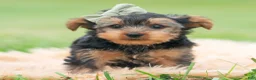 Yorkshire Terrier dogs for sale: Buddie - Ad 2