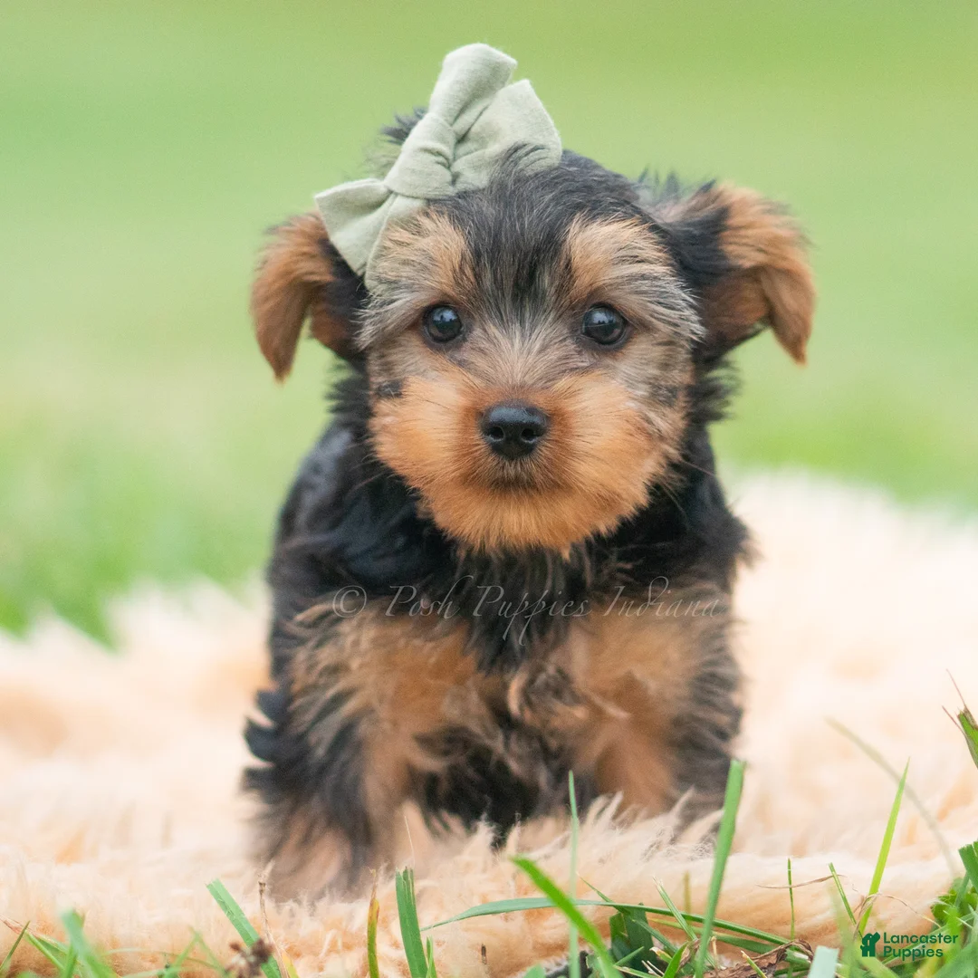 Yorkshire Terrier dogs for sale: Buddie - Ad 2