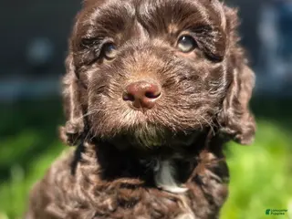Cockapoo dogs Copper - Ad 17