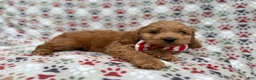 Cockapoo dogs for sale: Pete - Ad 7