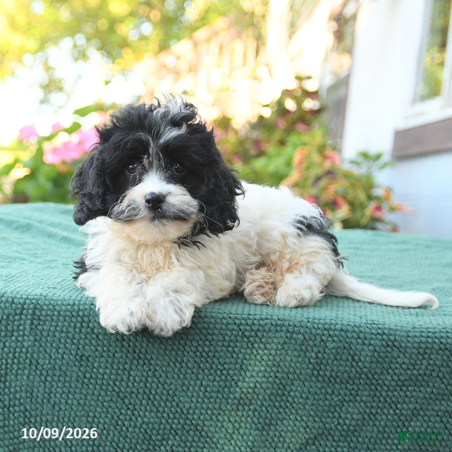 Cavapoo dogs Freddie - Ad 2