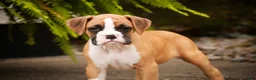 Boxer dogs for sale: Rex - Ad 4