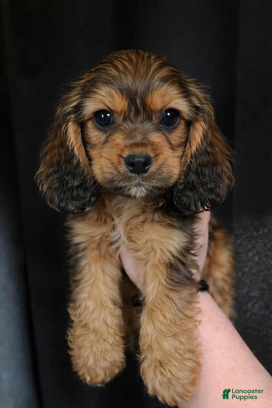 Cocker Spaniel dogs for sale: Theo - Ad 1