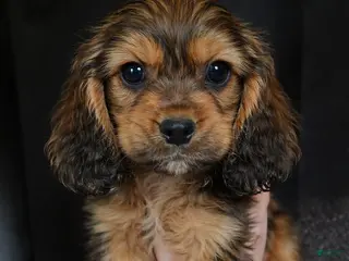 Cocker Spaniel dogs Theo - Ad 39