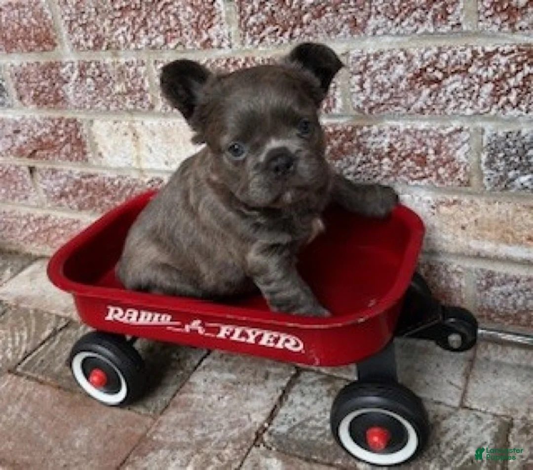 French Bulldog dogs for sale: Chloe - Ad 6