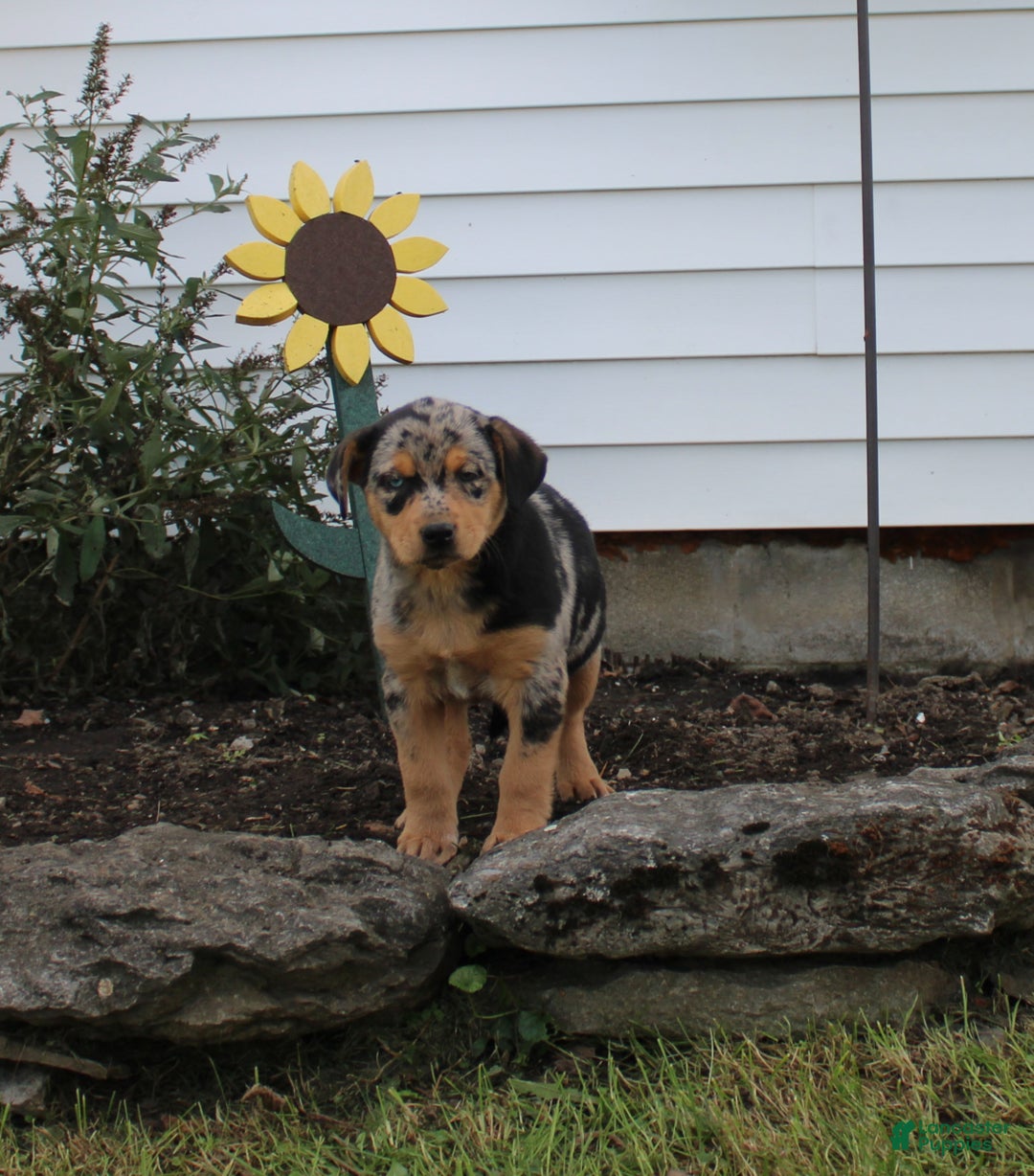 Australian Shepherd dogs for sale: Lucy - Ad 1