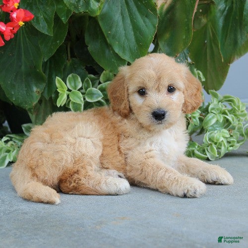 Mini Goldendoodle dogs Flora - Ad 1