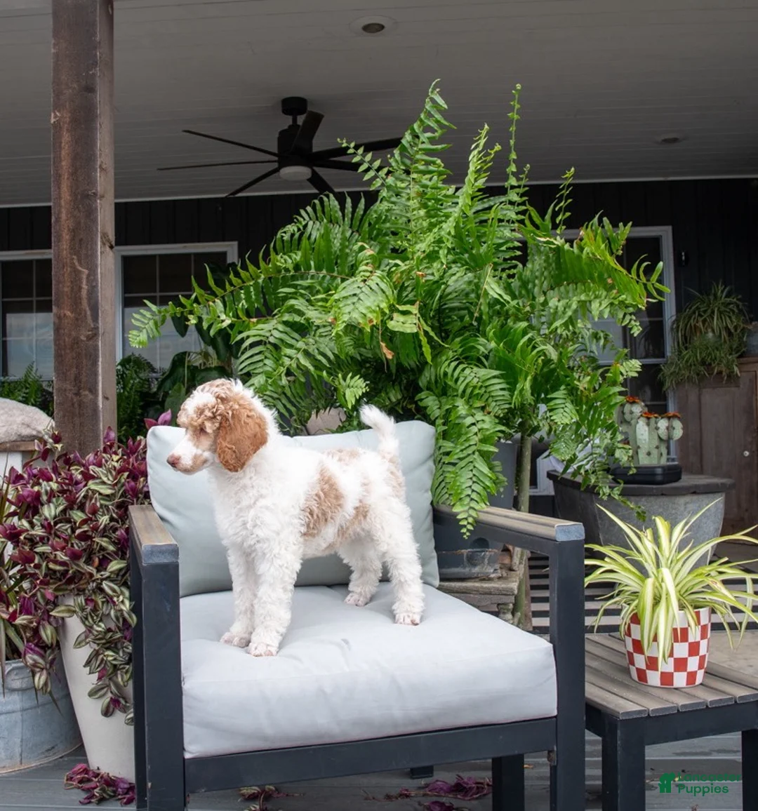 Standard Poodle dogs for sale: Sundown - Ad 1