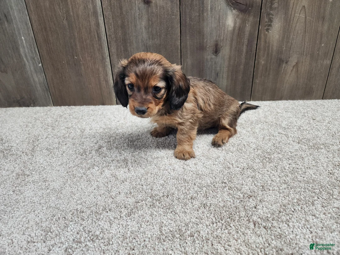 Miniature Dachshund dogs for sale: Miniature Dachshund Puppy 2 - Ad 6